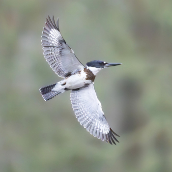 Martin-pêcheur d'Amérique
